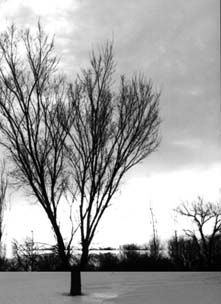 Winter in the Park